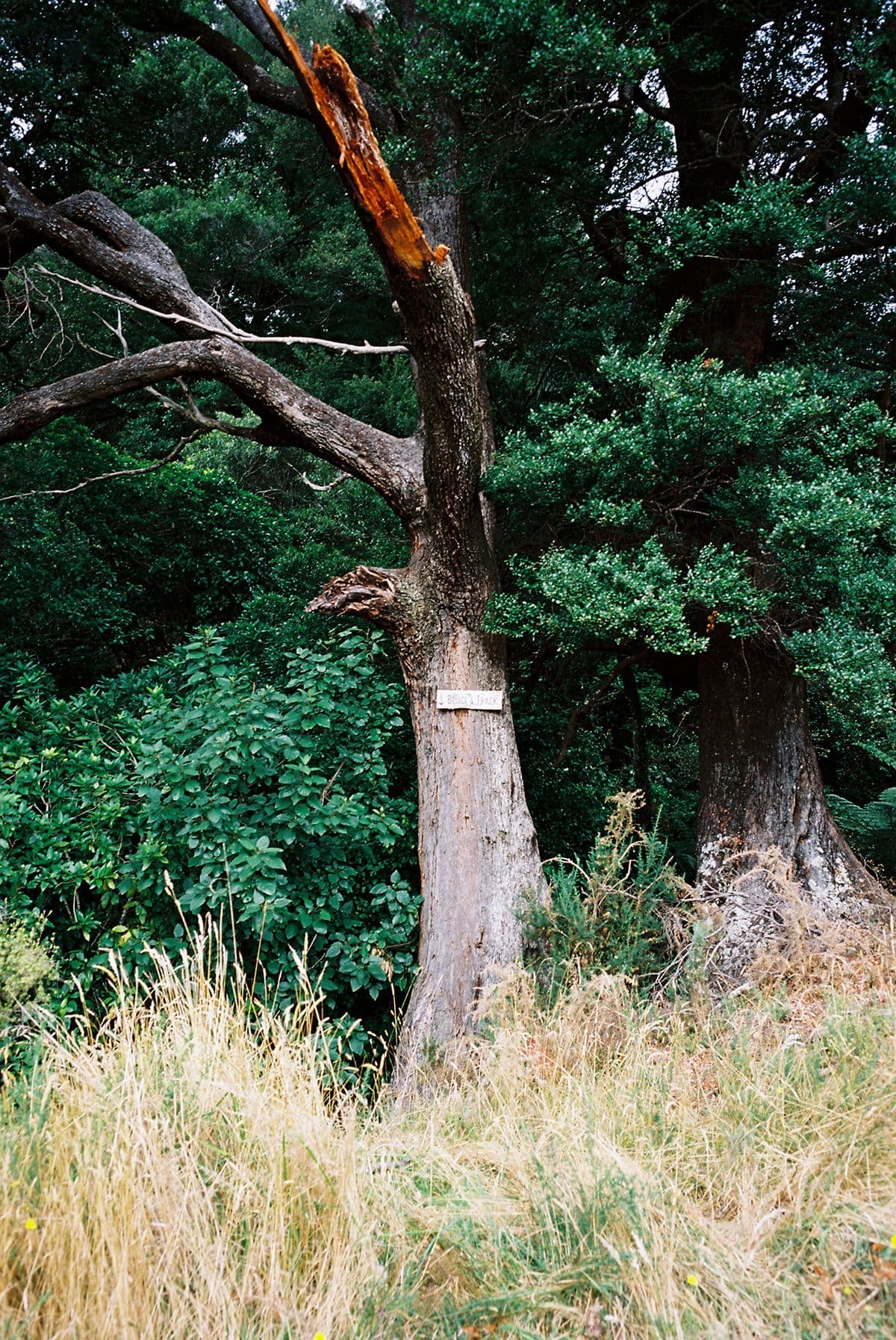 'Bruce's Track' by Natasha Cantwell, C-Type Photograph, Edition of 5