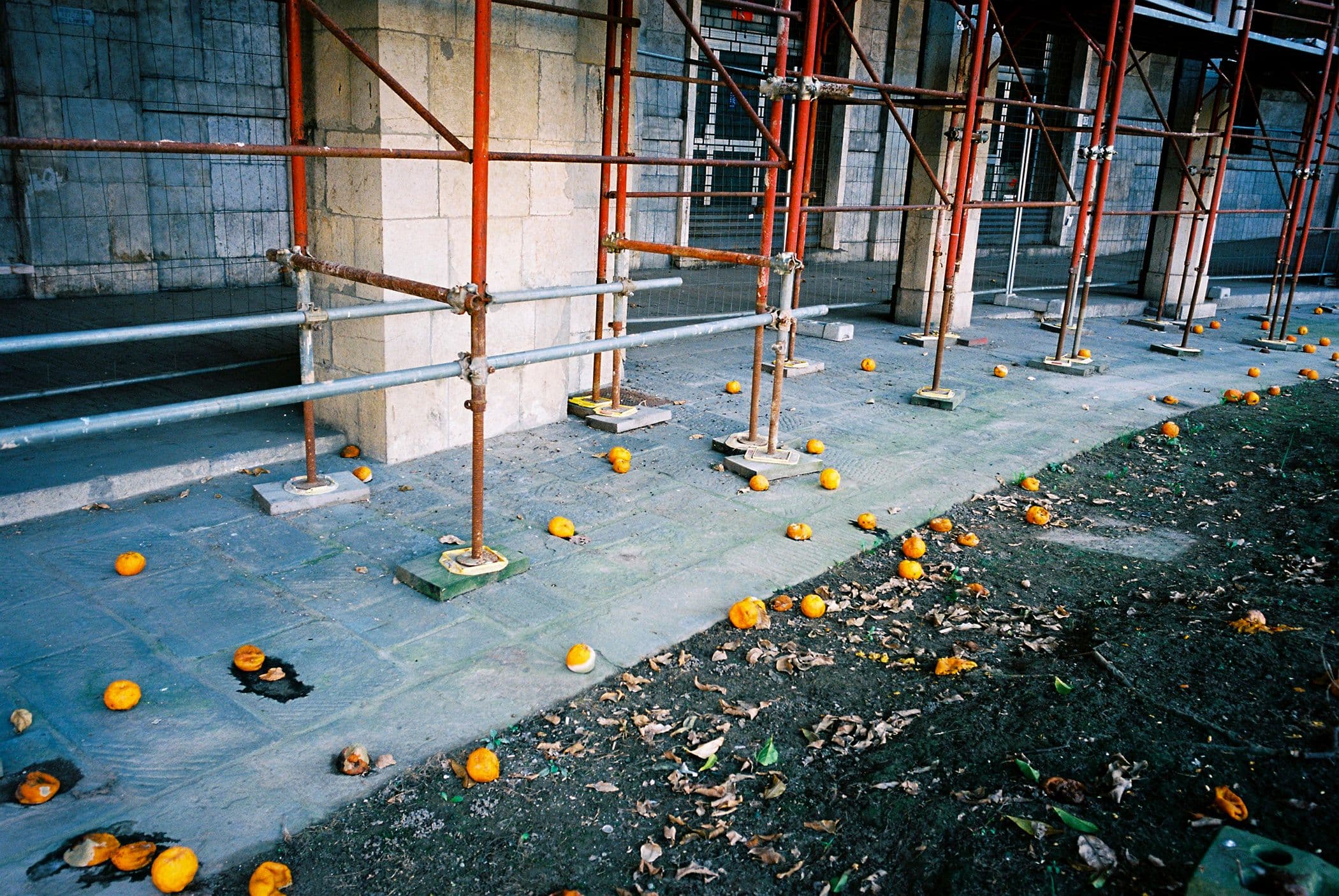 'Orange Grove, Pisa' by Natasha Cantwell, C-Type Photograph, Edition of 5