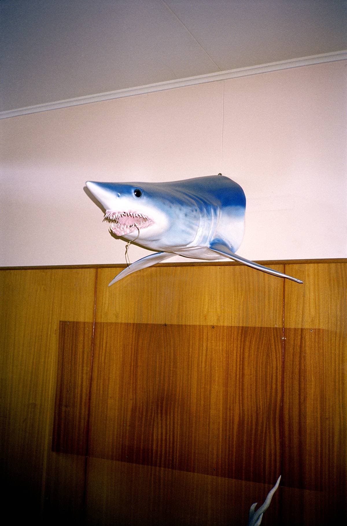 'Clinton' by Natasha Cantwell, C-Type Photograph, Edition of 5